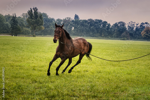 Training a horse on the lunge.