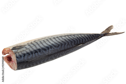 Mackerel sea fish