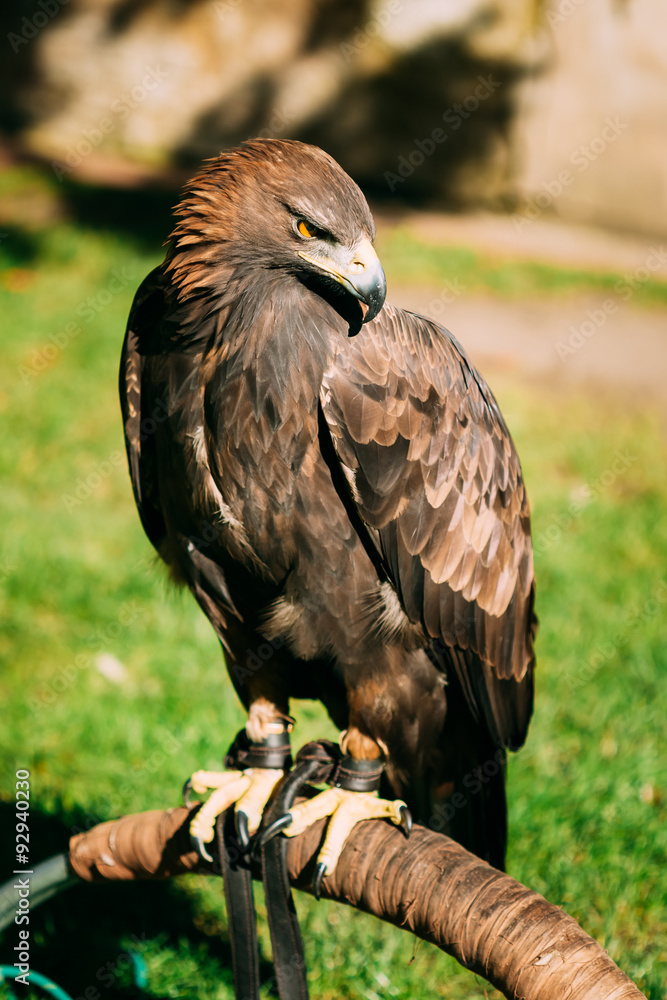 Fototapeta premium Sitting Golden Eagle Haliaeetus albicilla. Wild bird