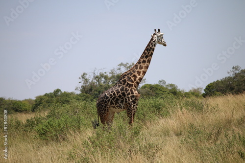 giraffa