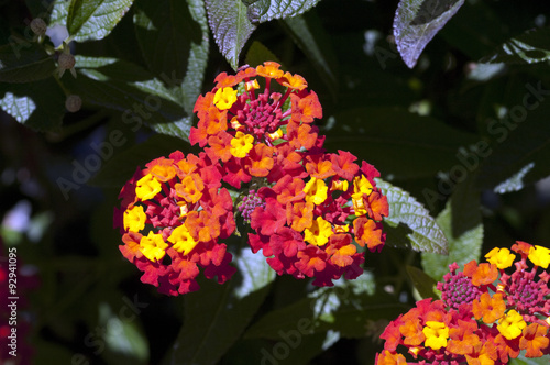 Wandelroeschen, Lantana, camara, Wandelrosen, photo