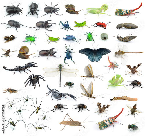 Set of insects on white background © evegenesis