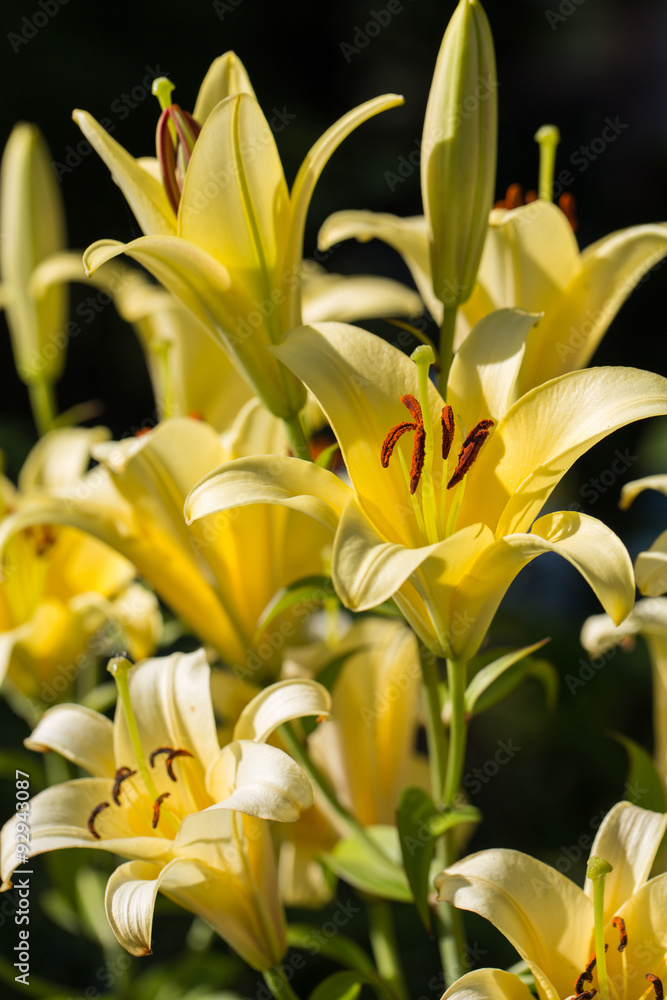 Obraz premium yellow lily flower in garden
