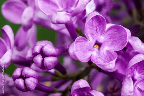 Beautiful spring delicacy lilac flowers.
