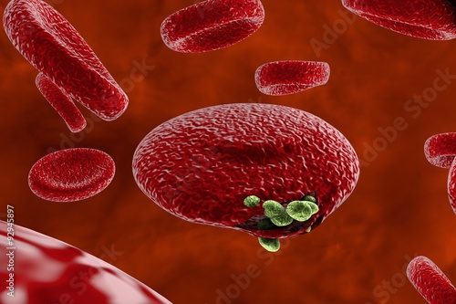 Canvas Print Malaria. Release of malaria parasites from red blood cell