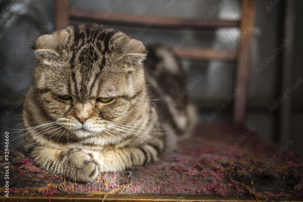 Fototapeta premium sad striped Scottish Fold cat lying on the balcony on an old torn chair