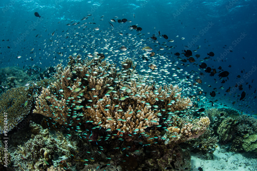 Fototapeta premium Fish and Coral on Pacific Reef