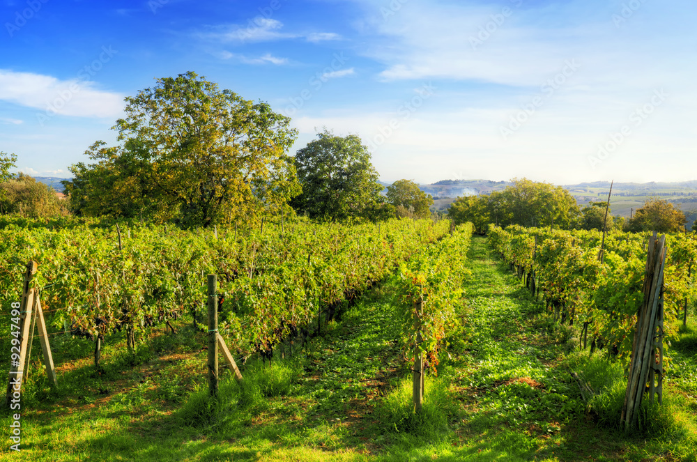 Vineyard in Tuscany, Ripe grapes