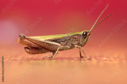 Photo of grasshopper closeup in purple tones © larineb
