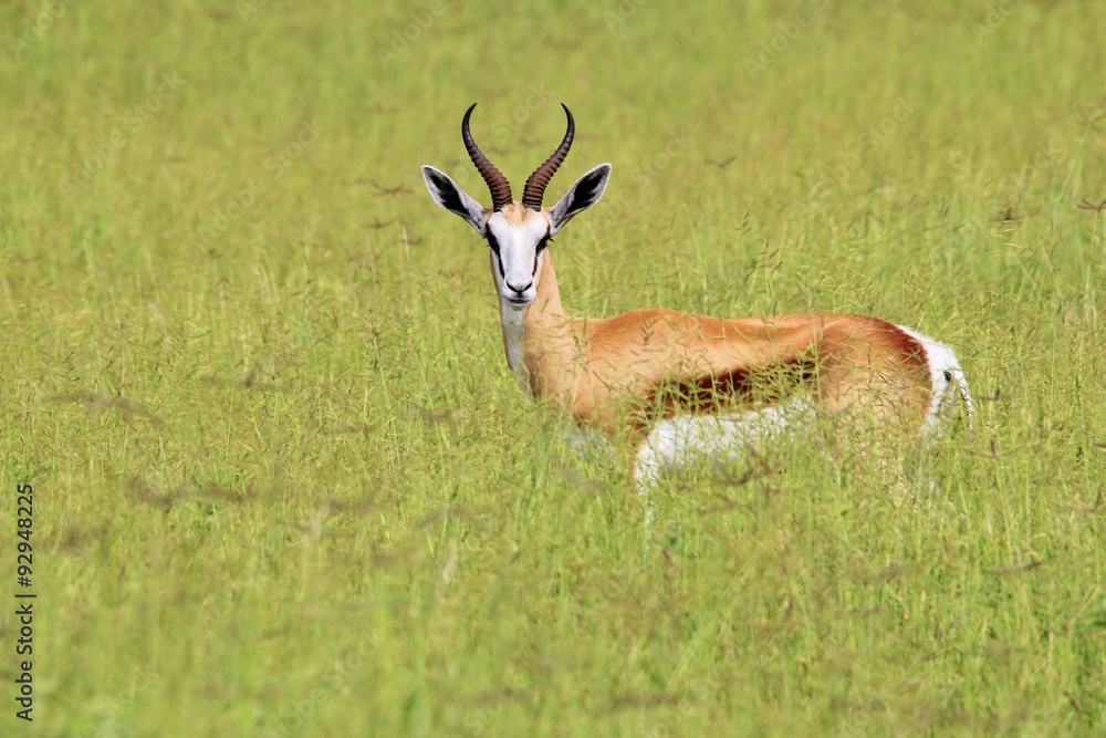 Springbok Antelope Ram - In the green fields of Life Springbok Antelope Ram - In the green fields of Life