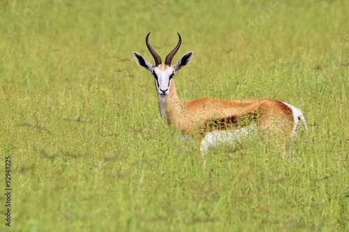 Springbok Antelope Ram - In the green fields of Life