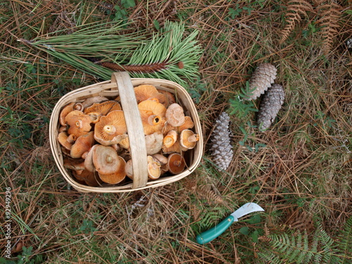 basket of mushrooms

