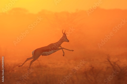 Springbok Antelope - Golden Sunset Wildlife Silhouettes