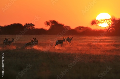 Springbok Antelope - Golden Sunset Wildlife Silhouettes © naturedata