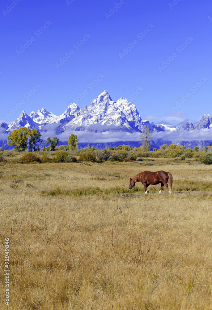 Horses and Grand Teton and the Teton Range, Grand Teton National Park, Wyoming, USA