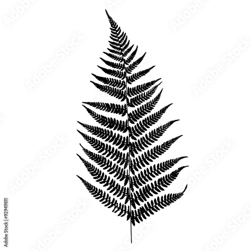 Fern silhouette