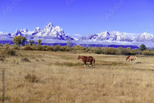 Horses and Grand Teton and the Teton Range, Grand Teton National Park, Wyoming, USA © nyker