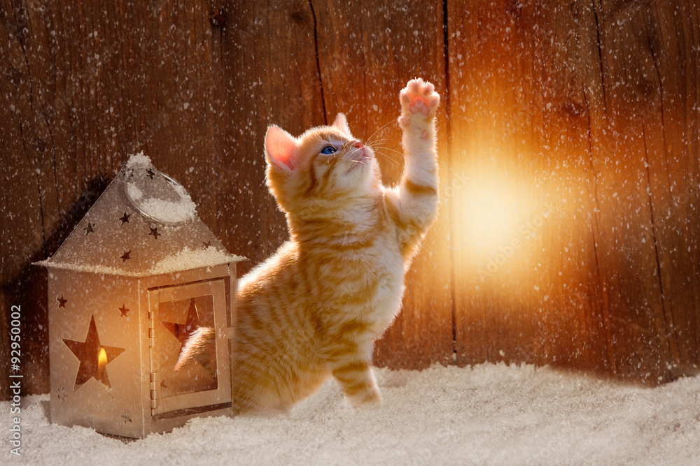 Foto junge Katze im Lichtschein einer Laterne