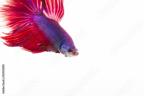 Colorful siamese fighting fish, betta fish isolated on white background,