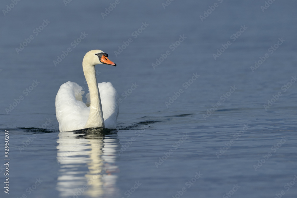 Mute swan (Cygnus olor) swimming in blue water with reflection. Mute swan (Cygnus olor) swimming in blue water with reflection.