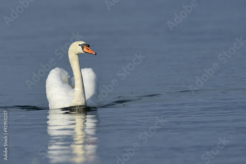 Mute swan (Cygnus olor) swimming in blue water with reflection.