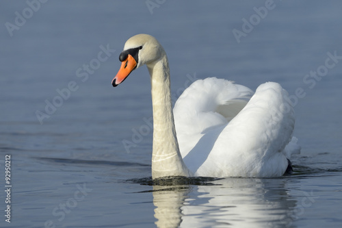 Mute swan  Cygnus olor  swimming in blue water with reflection.