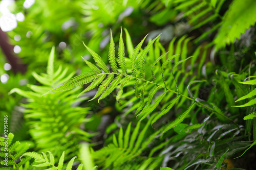 Fern shrubs in rainforest - Pteridium aquilinum