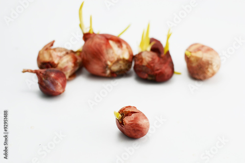 Photos vegetate shallots