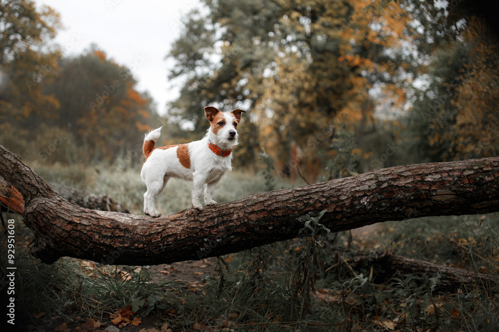 Dog breed Jack Russell Terrier walking in autumn park