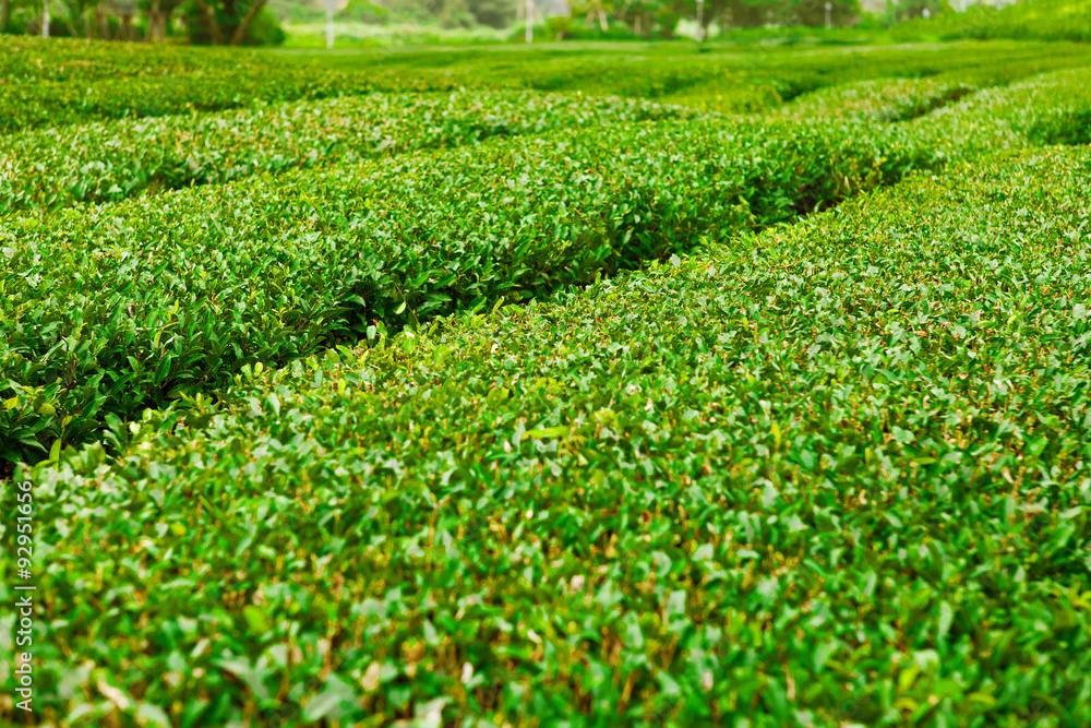 Green tea field at Jeju Island, South Korea