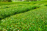 Green tea field at Jeju Island, South Korea