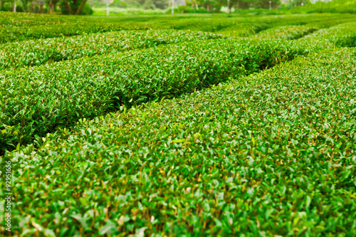 Green tea field at Jeju Island  South Korea