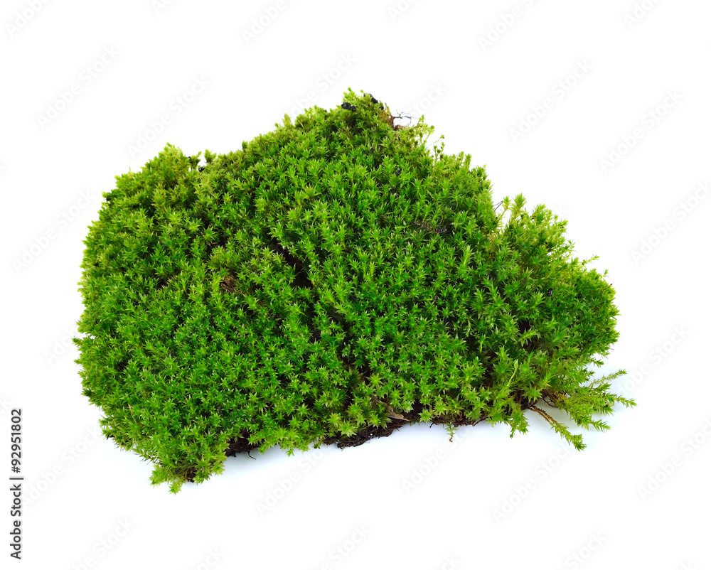 moss isolated on white bakground moss isolated on white bakground