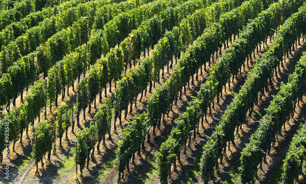 Vineyards in Oltrepo Pavese (Italy) Vineyards in Oltrepo Pavese (Italy)