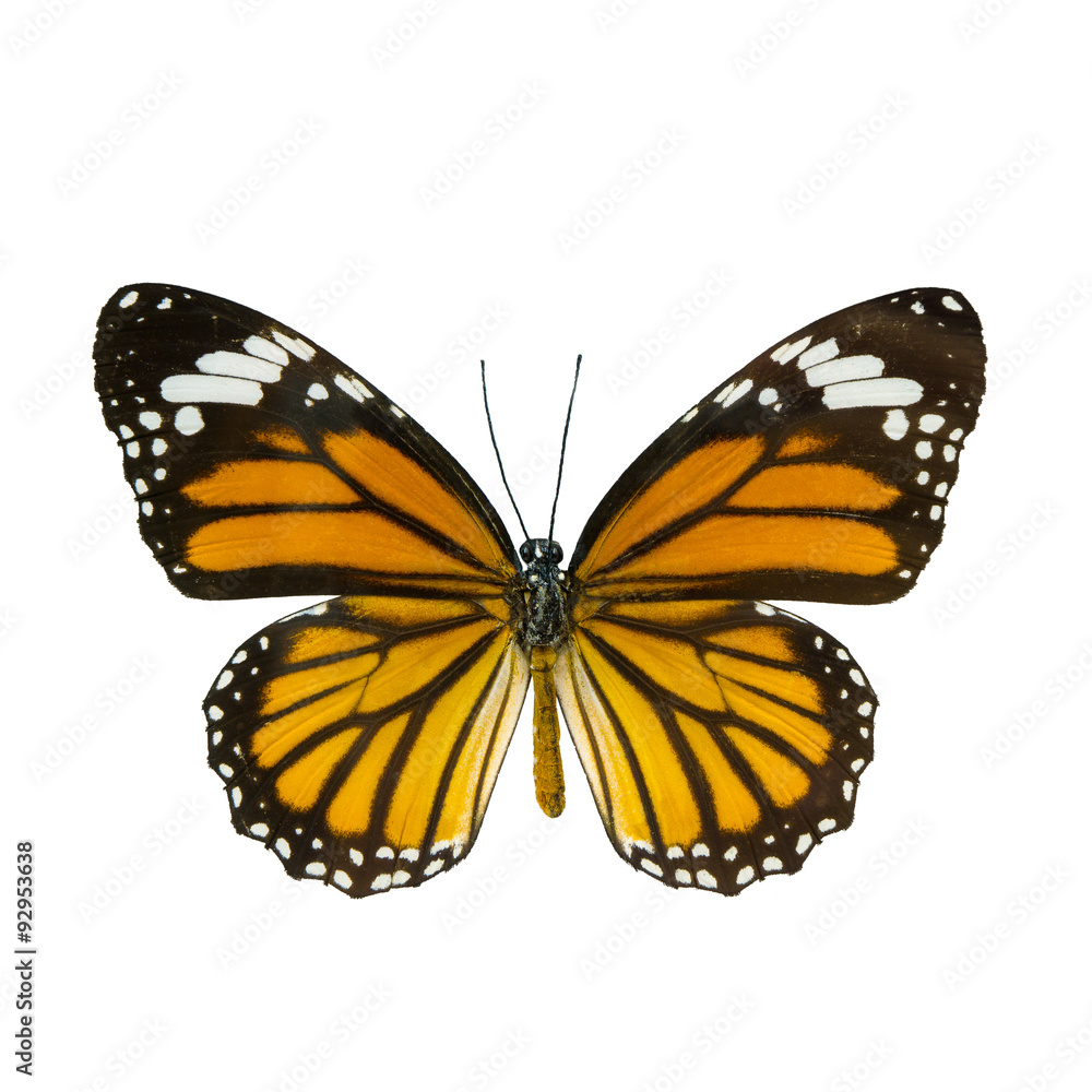 Fototapeta premium common tiger butterfly , Danaus Genutia , monarch butterfly isol