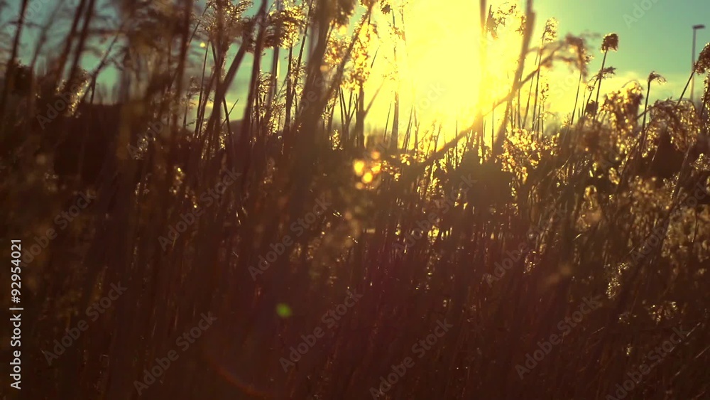 A reed on the blowing wind over beautiful sunset or sunrise. Beautiful nature A reed on the blowing wind over beautiful sunset or sunrise. Beautiful nature