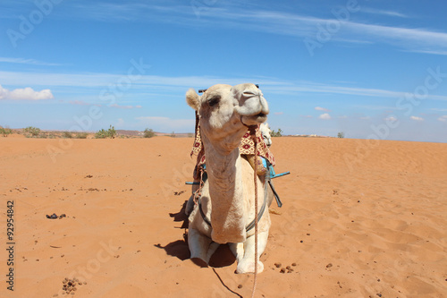 A camel in the desert.
