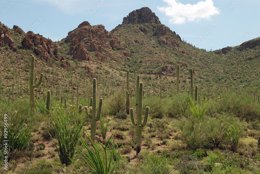 Kandelaberkakteen im Saguaro National Park, Arizona, USA Kandelaberkakteen im Saguaro National Park, Arizona, USA
