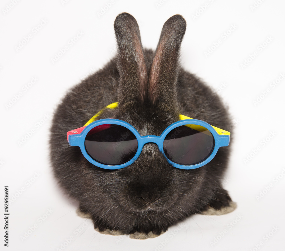 Foto Stock Animali pazzi: piccolo coniglio con gli occhiali da sole | Adobe  Stock