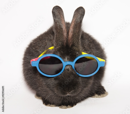 Animali pazzi: piccolo coniglio con gli occhiali da sole