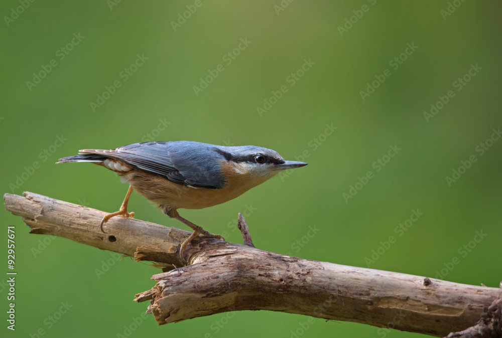 Fototapeta premium sittelle torchepot