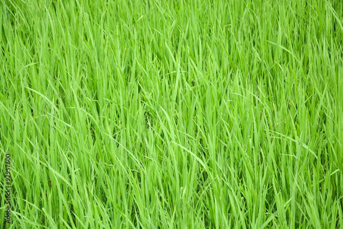 green rice plant in field