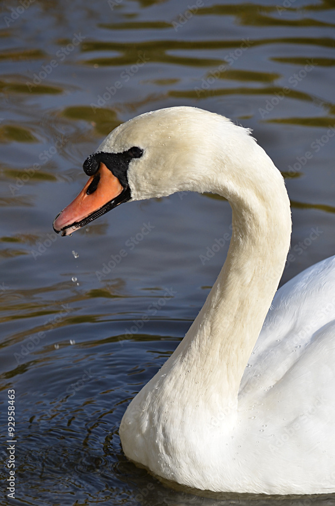 Obraz premium Лебедь.
