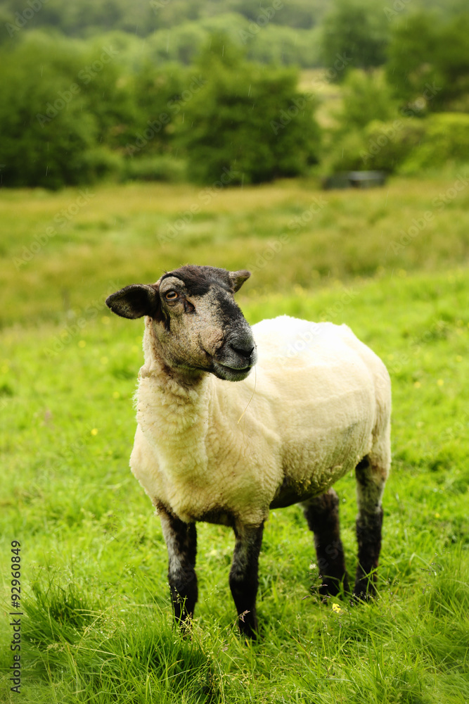 Blackface sheep in a field Blackface sheep in a field