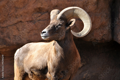 Big horn ram sheep in rocky mountains photo