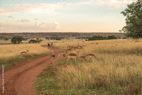 Impala (antelope), National park Ezemvelo. South Africa. 