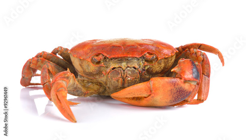 crab on white background