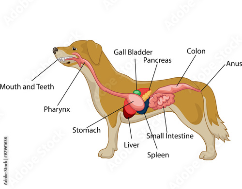 Illustration of digestive system of the dog anatomy