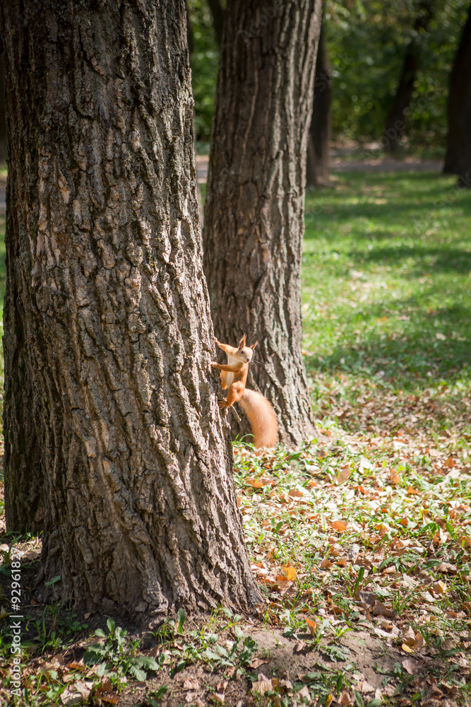 Picture of squirrel climbing the tree Picture of squirrel climbing the tree