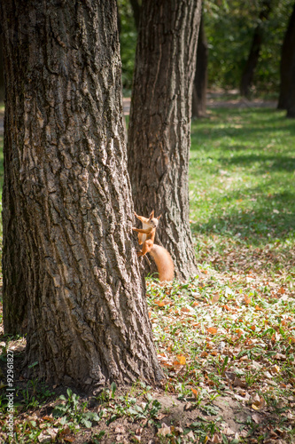 Picture of squirrel climbing the tree